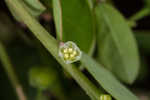 Muscarene Island leaf-flower